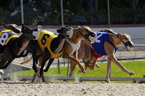 Greyhound dog racing. Things To Know About Greyhound dog racing. 